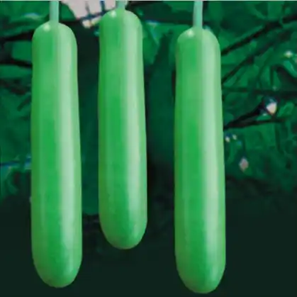 Bottle Gourd