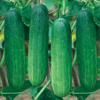 Cucumber