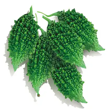 Bitter Gourd