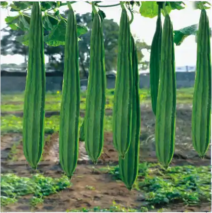 Ridge Gourd