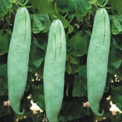 Snake Gourd