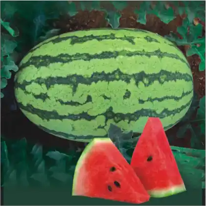 Watermelon